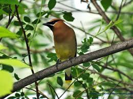Want to welcome birds into your garden and still get a harvest? Inviting Birds To Your Garden Landscape Ontario