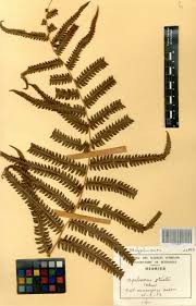 Image result for Cyclosorus striatus