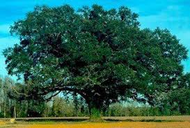 Tree service of savannah ga. Arborists Savannah Ga Southeastern Tree Service