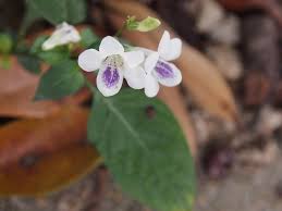 Image result for Asystasia guttata