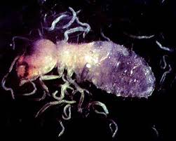 Image result for Anthephora cristata