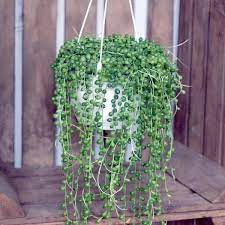 This plant belongs to the genus senecio which contains around 1250 species and it is one of the species with a large number of flowering plants. Buy String Of Pearls Plants Online Garden Goods Direct