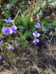 Image result for Dolichos trinervatus