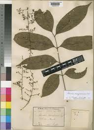 Image result for Sorindeia rhodesica