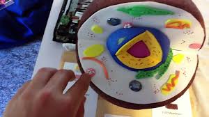 Maybe you would like to learn more about one of these? Animal Cell Model What To Use Video Dailymotion