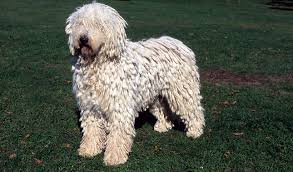 Image result for Komondor