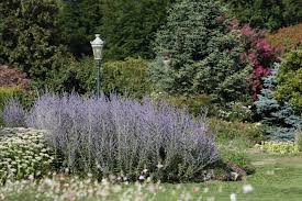 It was first introduced to rhs in 1961 and since late 80´s it has been in cultivation in most of the world with mild climate. Perowskia Lobodolistna Odmiany Warunki Uprawy Pielegnacja Zastosowanie Murator Pl