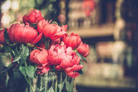 Then carefully dig around and under each plant. When To Transplant Peonies Kellogg Garden Organics