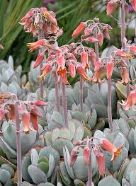 Questi non pianta palustre a fiori gialli; Unsitodelcactus Cotyledon Orbiculata