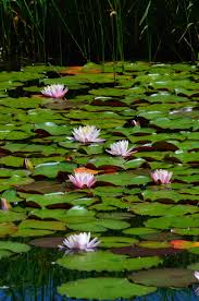 Grown horizontally and best in 45 degree angle against the edge of the container. A Lotus Confusion Involving Water Lilies Ministry Of The Fence