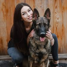 Explore 67 listings for full german shepherd puppies for sale at best prices. German Shepherd Puppies Illinois Hoobly Bmo Show
