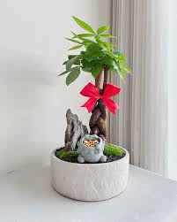 Image result for pachira obrázek