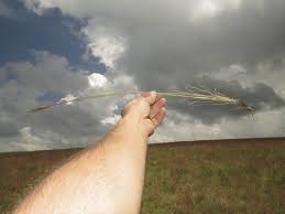 Image result for Trachypogon