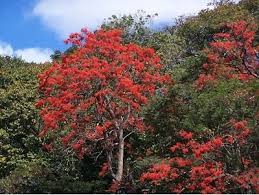 Image result for Erythrina falcata