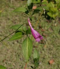 Image result for Strobilanthes hamiltoniana