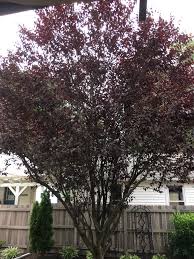 Some of the most basic materials a hearthling will require such as boards, wood blocks, boughs, and branches are only obtained from trees. Thundercloud Plum Losing Leaves 583189 Ask Extension