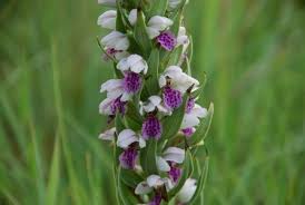 Image result for Brachycorythis congoensis