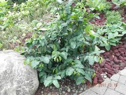 Image result for Pleiocarpa