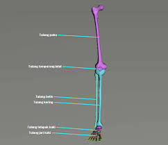 Alat gerak aktifnya adalah otot yang bisa. Bagian Dan Fungsi Rangka Manusia Disertai Gambar Kependidikan Com