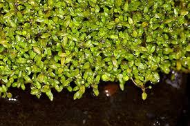 Image result for Montia