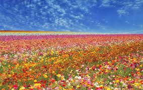 Image result for Carlsbad
