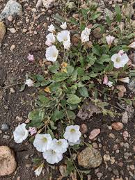Image result for Convolvulus arvensis
