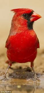Grey Birds That Look Like Cardinals Pin On Cardinals Birds
