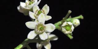 Image result for Ekebergia