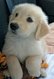 Mooie golden retriever pups te koop, de reutjes zijn geënt,en hebben een gezondheids check van de dierenarts. 16 Best Cheer Girl 575 Ideas Animals Beautiful Cute Baby Animals Baby Animals