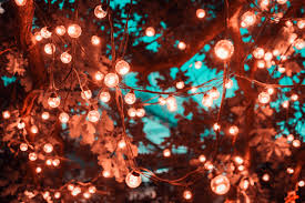 Check spelling or type a new query. Wrapping Lights Around Your Trees The Do S And Don Ts Arborist Now