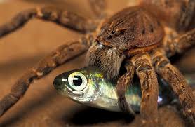 Fish Eating Spiders Can Catch Prey 5 Times Their Size Spider Eating Spider Spider Pictures