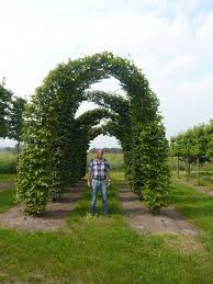 Gartenpflanzen In Bogenform Bieten Auch Einen Guten Sonnenschutz Garten Z B Fur Wege Sonnenschutz Garten Garten Gartenpflanzen