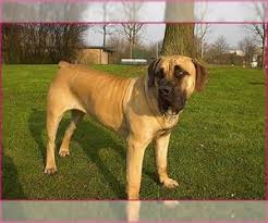 Find the perfect boerboel puppy for sale at puppyfind.com. Puppyfinder Com Boerboel Puppies Puppies For Sale Near Me In California Usa Page 1 Displays 10