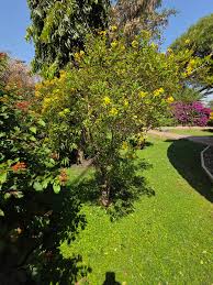 Image result for Marsdenia schimperi