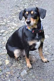 Image result for sedmihradský honič