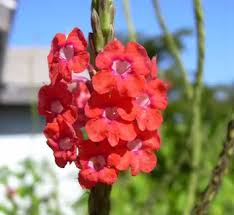 Image result for Stachytarpheta indica