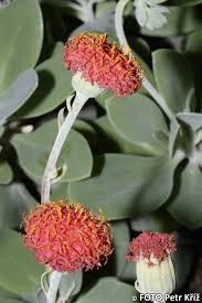 Image result for Kleinia grantii