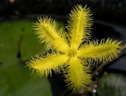 Image result for Nymphoides milnei