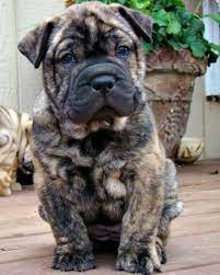 23 Shar Pei Ideas Shar Pei Shar Pei Puppies Chinese Shar Pei
