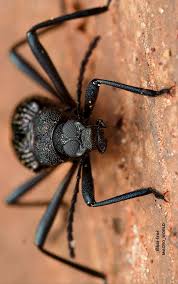 Image result for Euploca katangensis