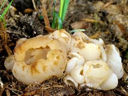 Image result for Tinnea vesiculosa