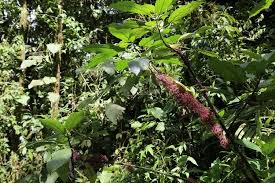 Image result for Urera