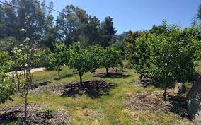 Maybe you would like to learn more about one of these? Fruit Trees For A Year Round Harvest In Southern California Greg Alder S Yard Posts Southern California Food Gardening