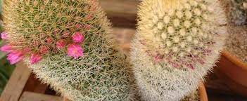 A high quality nail brush with extra firm cactus bristle. Bristle Brush Cactus Mammillaria Spinosissima Subsp Pilcayensis