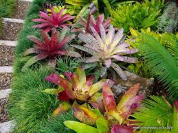 Gallery Bromeliads Nz Tropical Garden Design Tropical Plants Small Backyard Gardens