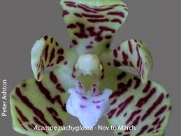 Image result for Orthochilus holubii