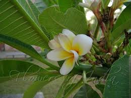 Plumeria Rubra Common White Frangipani