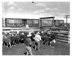 Cattle Pen Near Some Cattle Cars Cattle Railroad Art Vintage Farm