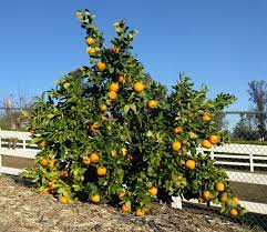 Maybe you would like to learn more about one of these? Dwarf Semi Dwarf And Standard Citrus Trees What Are They Really Greg Alder S Yard Posts Southern California Food Gardening