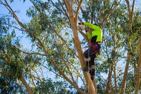 We have 1097 homeowner reviews of top louisville tree services. Northern Beaches Tree Care